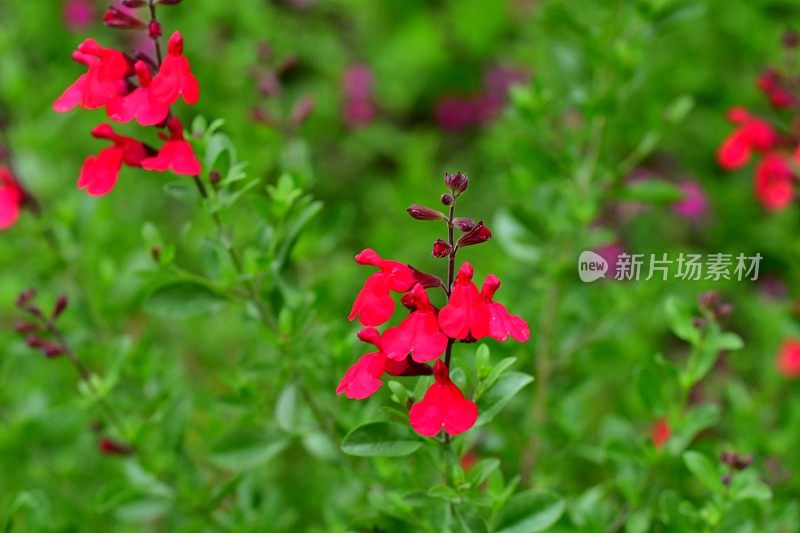 萨尔维亚微植物/婴儿圣人